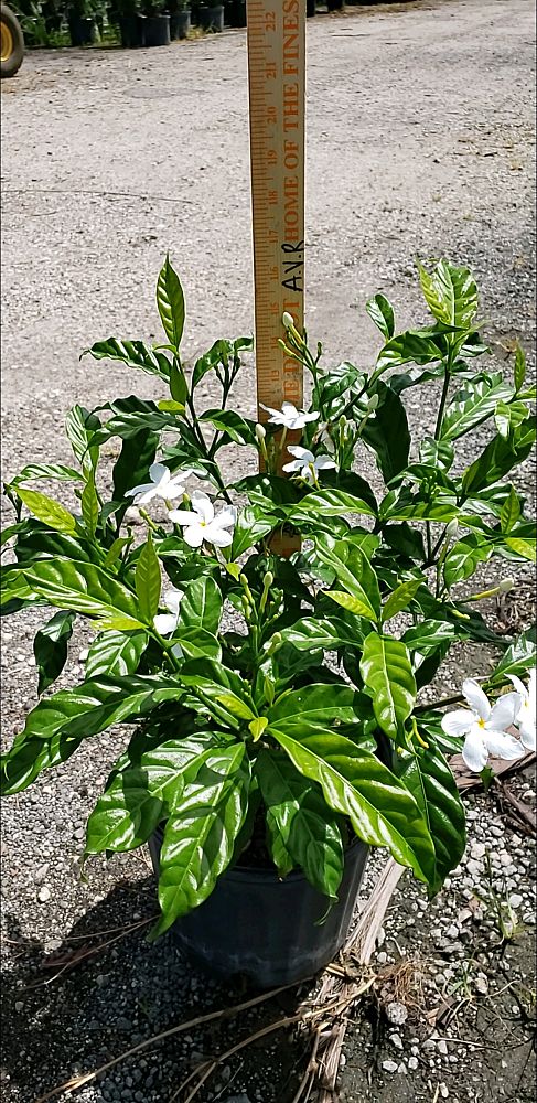 tabernaemontana-divaricata-pinwheel-jasmine-pinwheel-jasmine