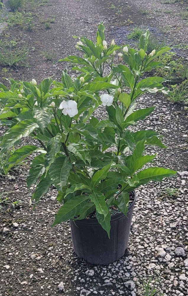 tabernaemontana-divaricata-pinwheel-jasmine-pinwheel-jasmine