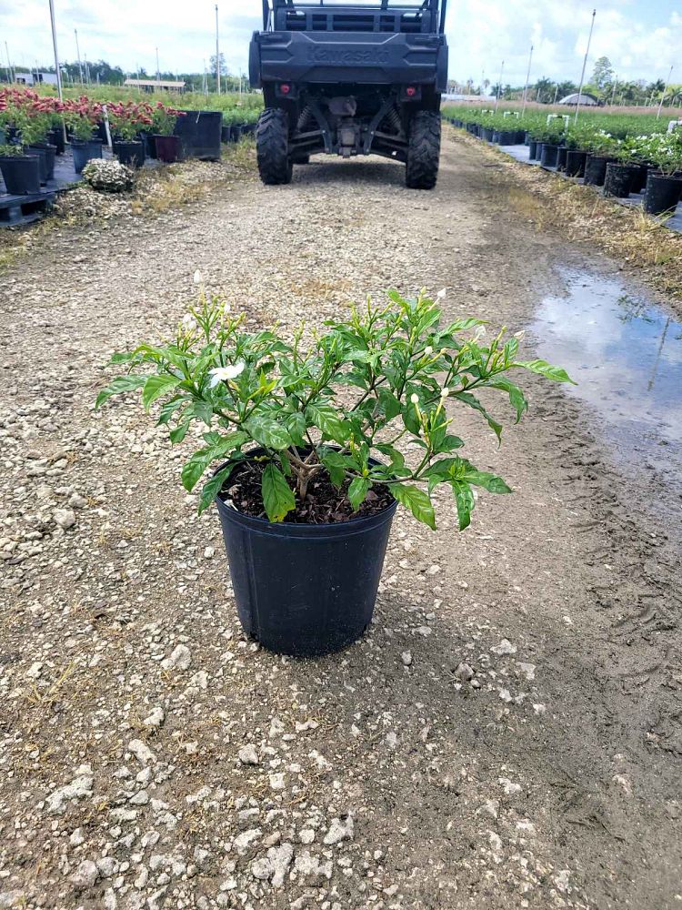 tabernaemontana-divaricata-pinwheel-jasmine-pinwheel-jasmine