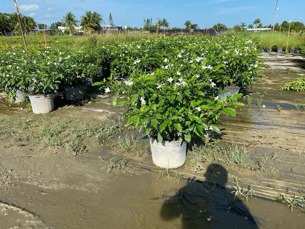 tabernaemontana-divaricata-pinwheel-jasmine-pinwheel-jasmine