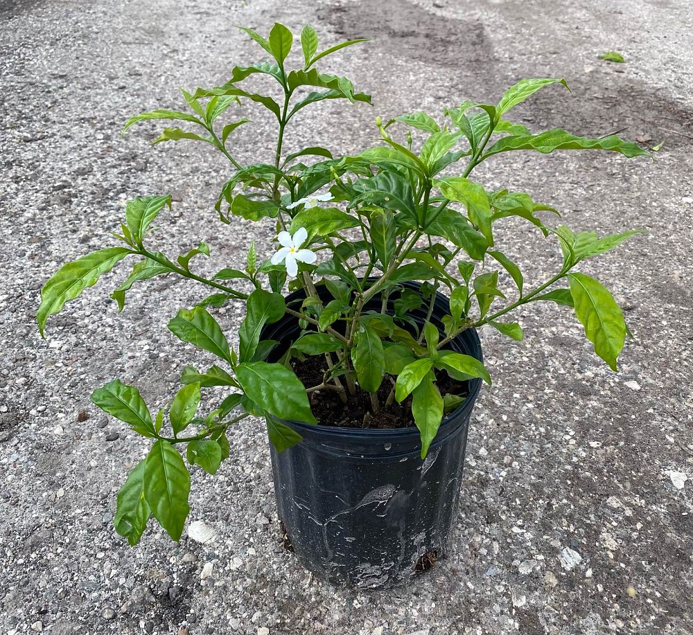 tabernaemontana-divaricata-pinwheel-jasmine-pinwheel-jasmine