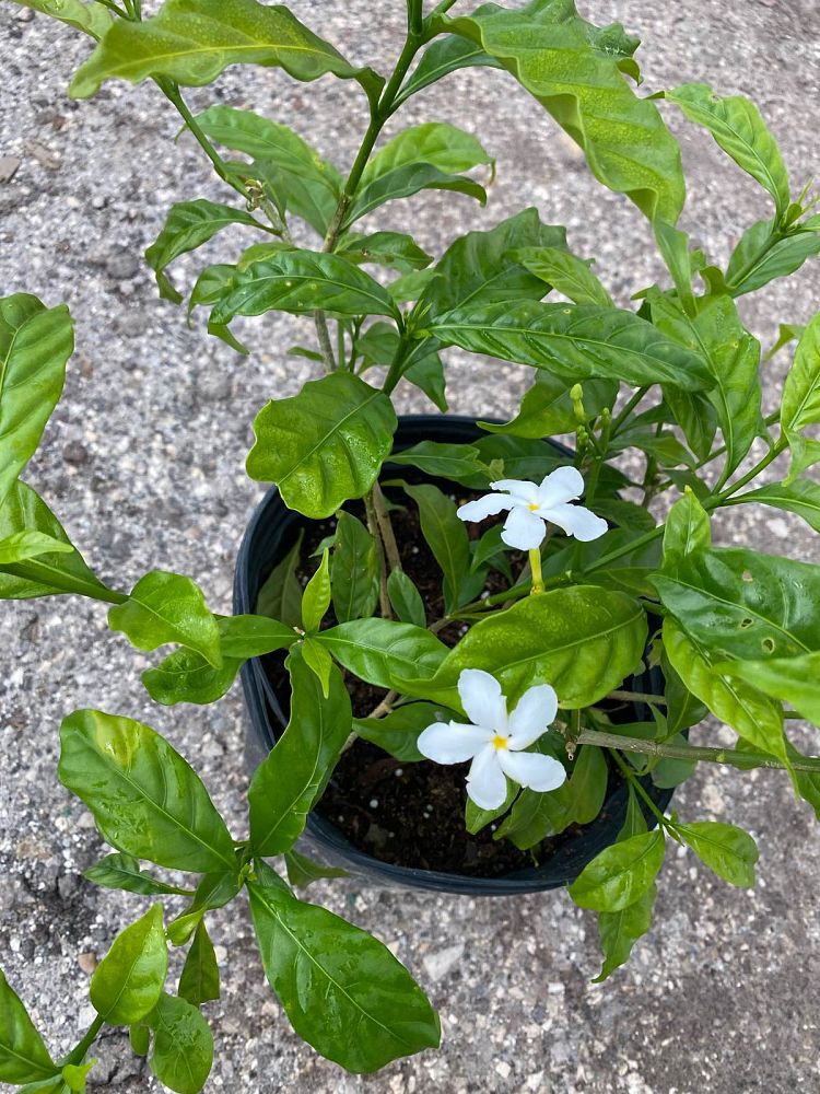 tabernaemontana-divaricata-pinwheel-jasmine-pinwheel-jasmine