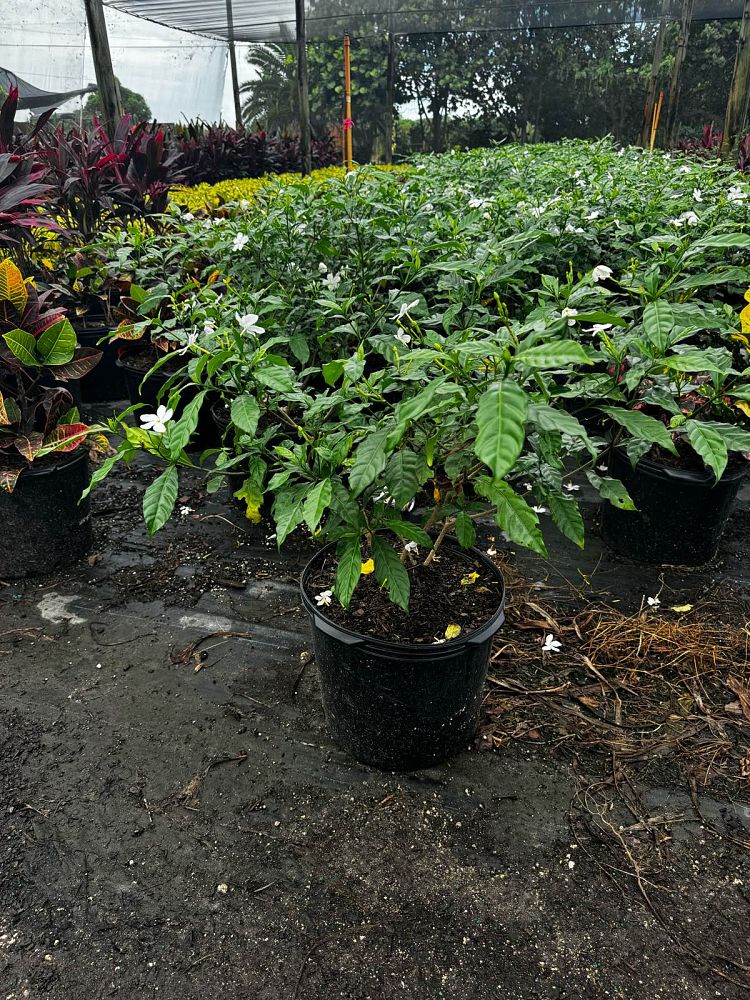 tabernaemontana-divaricata-pinwheel-jasmine-pinwheel-jasmine
