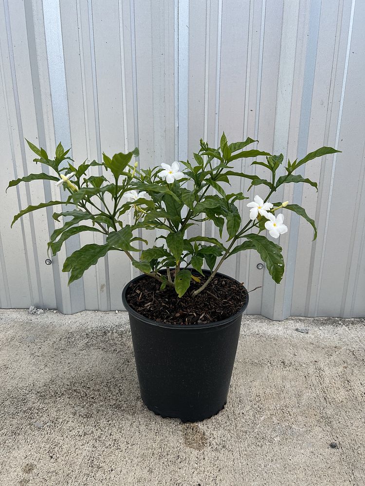 tabernaemontana-divaricata-pinwheel-jasmine-pinwheel-jasmine