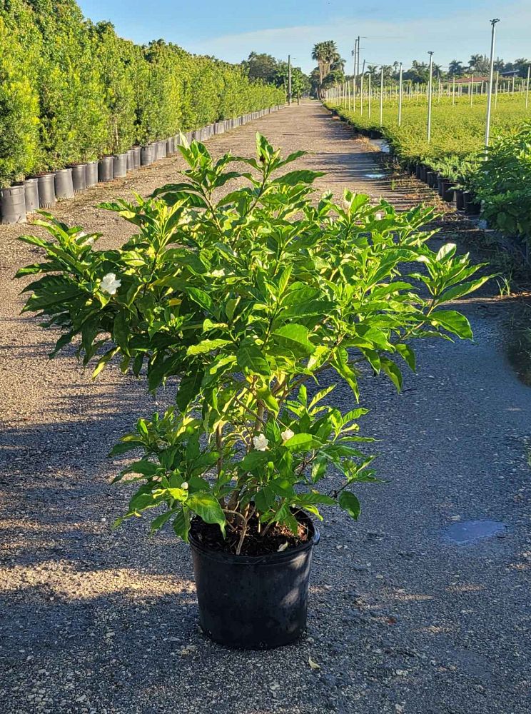 tabernaemontana-divaricata-pinwheel-jasmine-pinwheel-jasmine