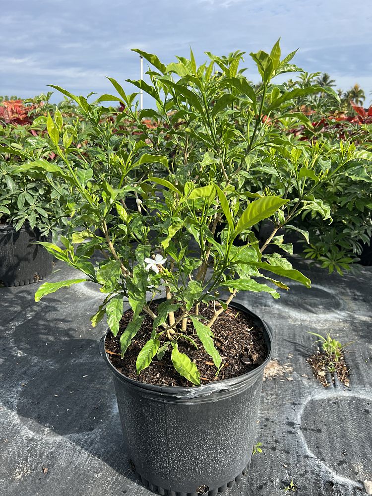 tabernaemontana-divaricata-pinwheel-jasmine-pinwheel-jasmine