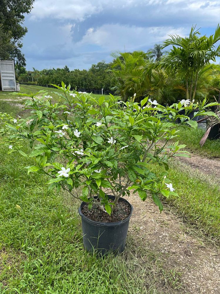 tabernaemontana-divaricata-pinwheel-jasmine-pinwheel-jasmine