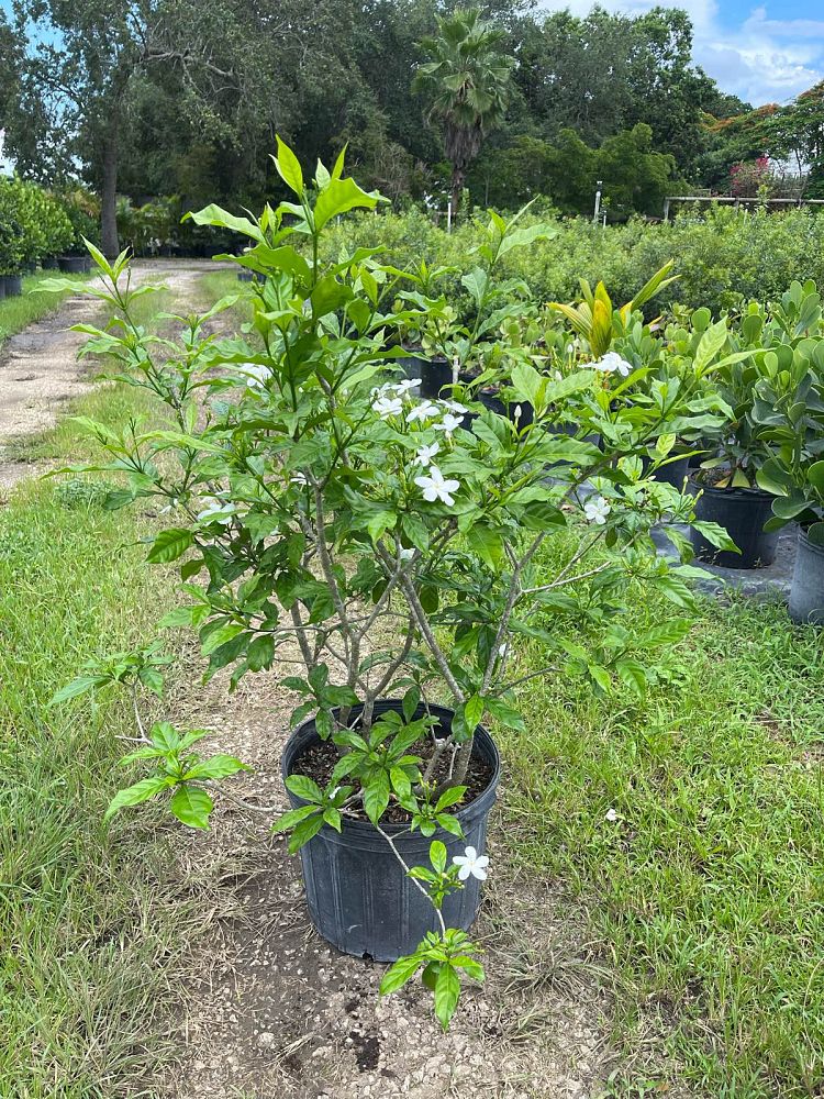 tabernaemontana-divaricata-pinwheel-jasmine-pinwheel-jasmine