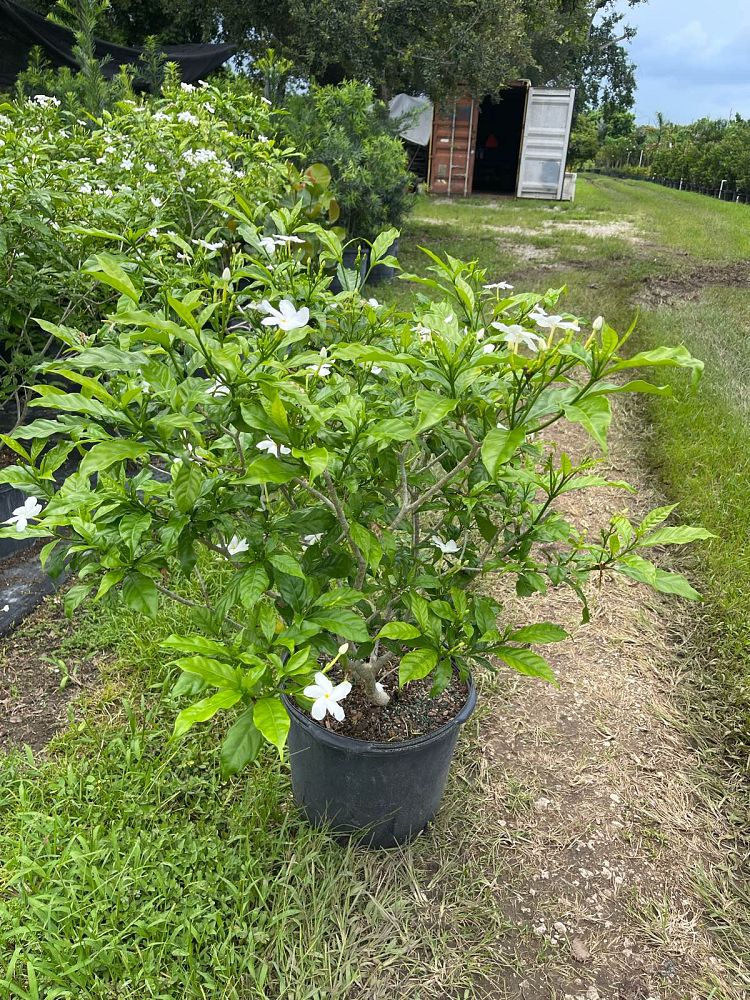 tabernaemontana-divaricata-pinwheel-jasmine-pinwheel-jasmine