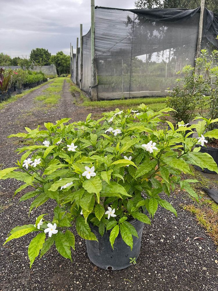 tabernaemontana-divaricata-pinwheel-jasmine-pinwheel-jasmine