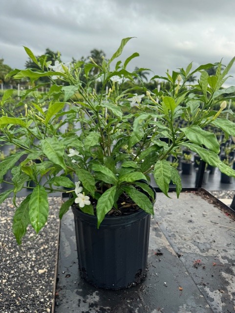 tabernaemontana-divaricata-pinwheel-jasmine-pinwheel-jasmine