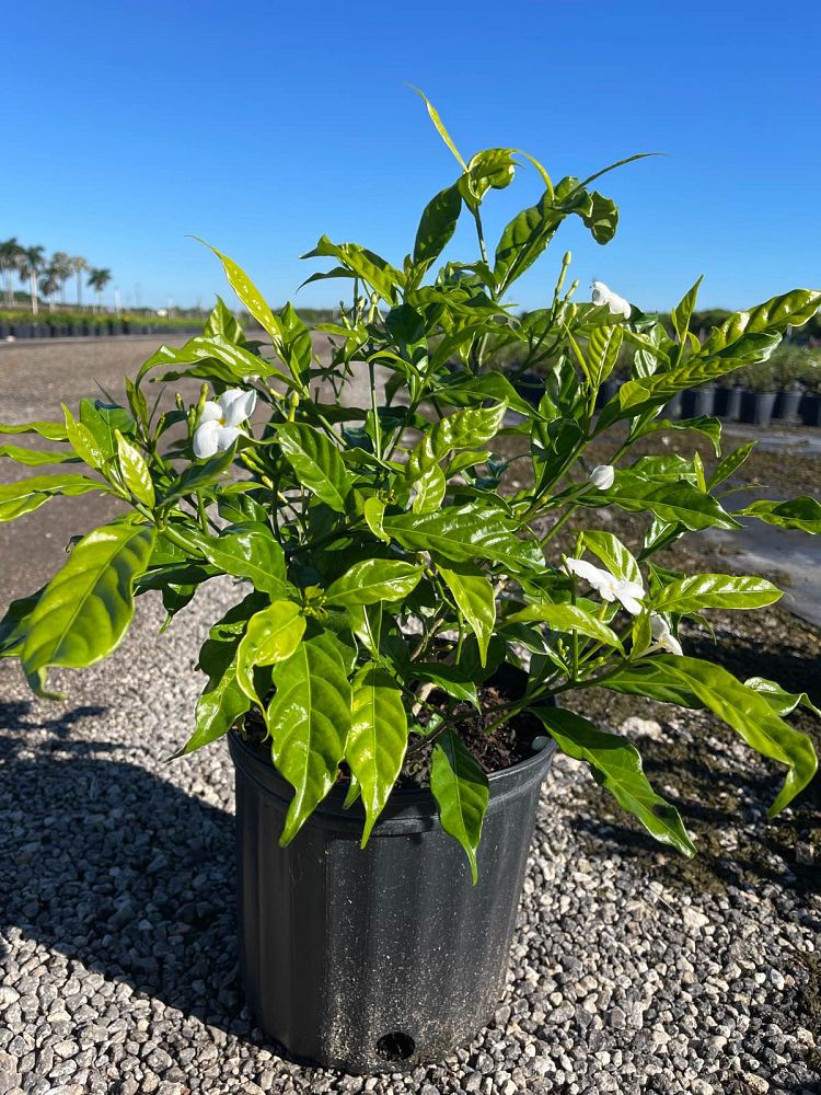 tabernaemontana-divaricata-pinwheel-jasmine-pinwheel-jasmine