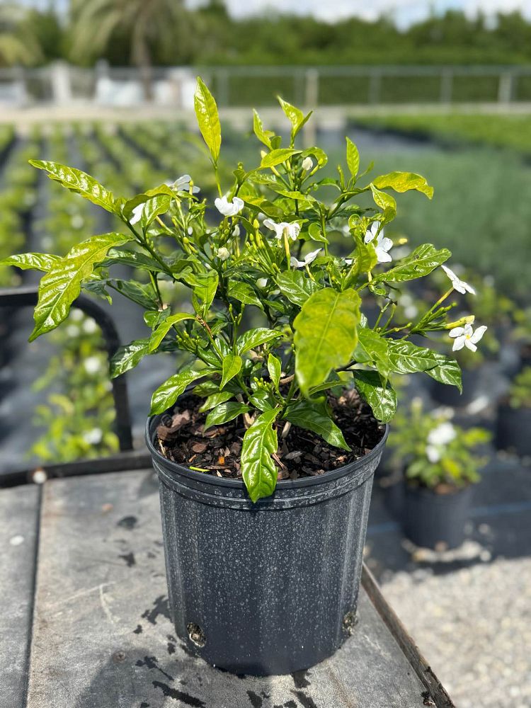 tabernaemontana-divaricata-pinwheel-jasmine-pinwheel-jasmine