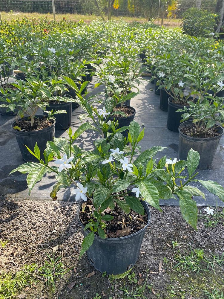 tabernaemontana-divaricata-pinwheel-jasmine-pinwheel-jasmine
