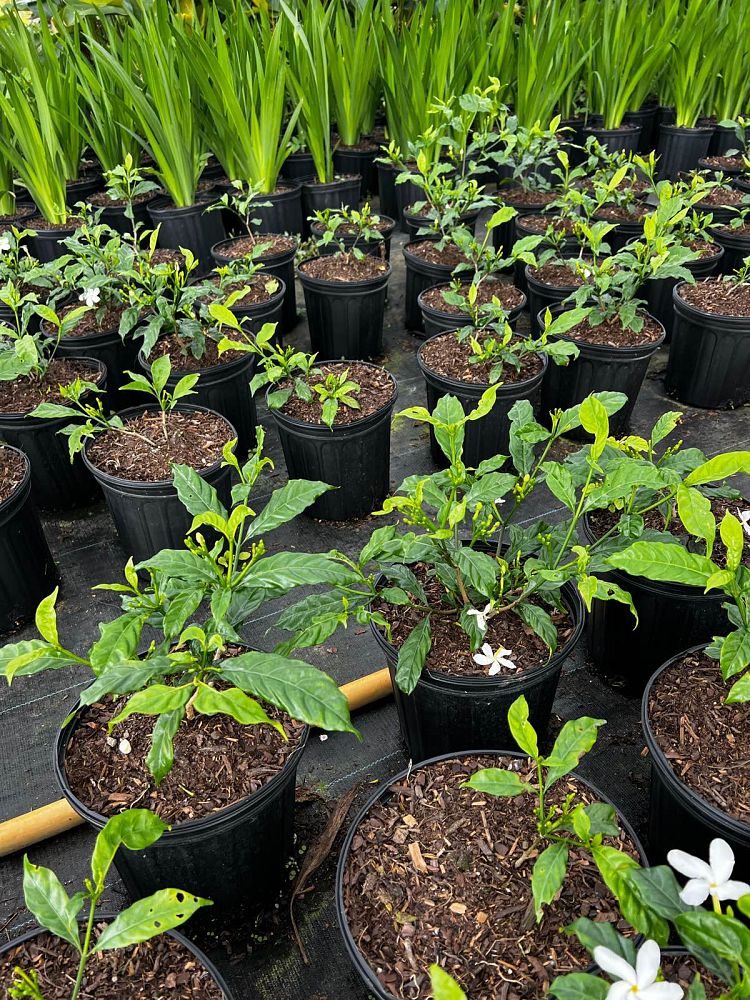 tabernaemontana-divaricata-pinwheel-jasmine-pinwheel-jasmine
