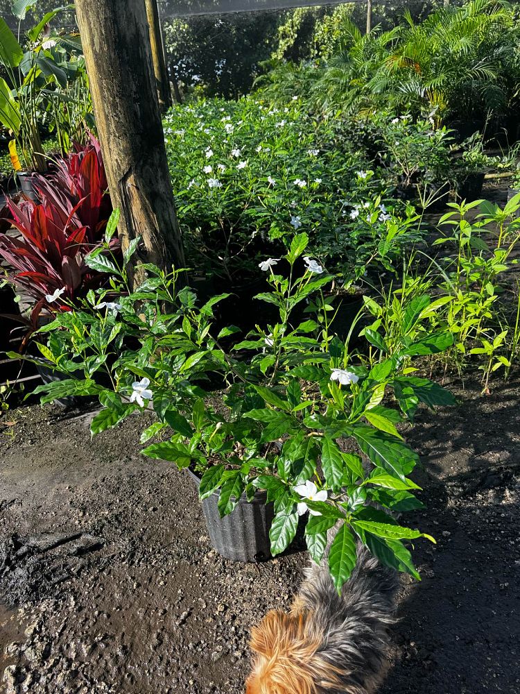 tabernaemontana-divaricata-pinwheel-jasmine-pinwheel-jasmine