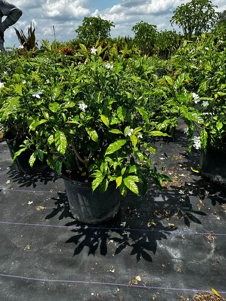 tabernaemontana-divaricata-pinwheel-jasmine-pinwheel-jasmine