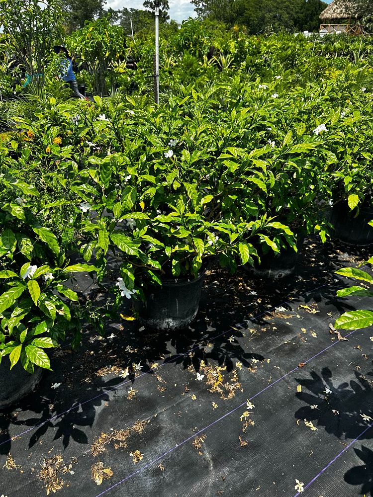 tabernaemontana-divaricata-pinwheel-jasmine-pinwheel-jasmine
