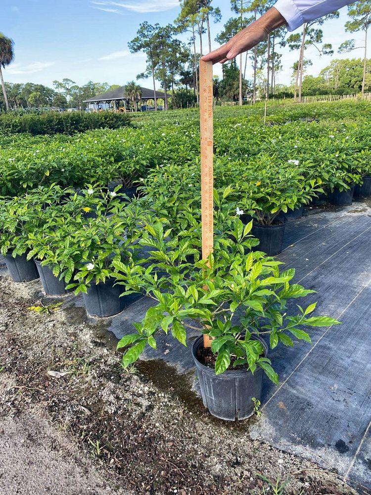 tabernaemontana-divaricata-pinwheel-jasmine-pinwheel-jasmine