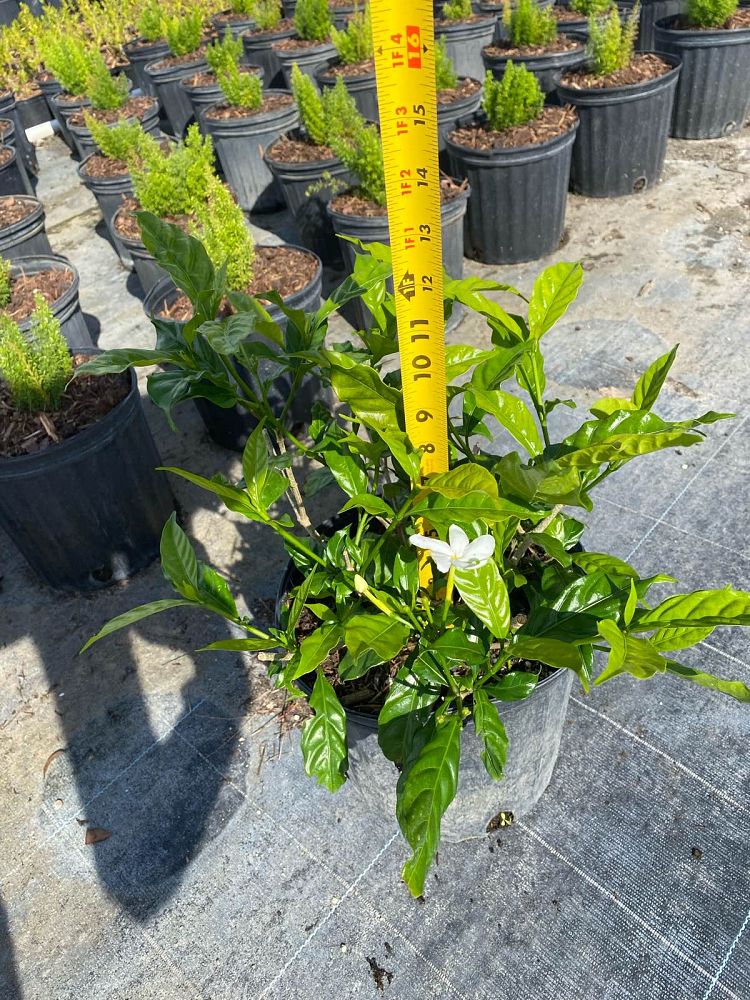 tabernaemontana-divaricata-pinwheel-jasmine-pinwheel-jasmine