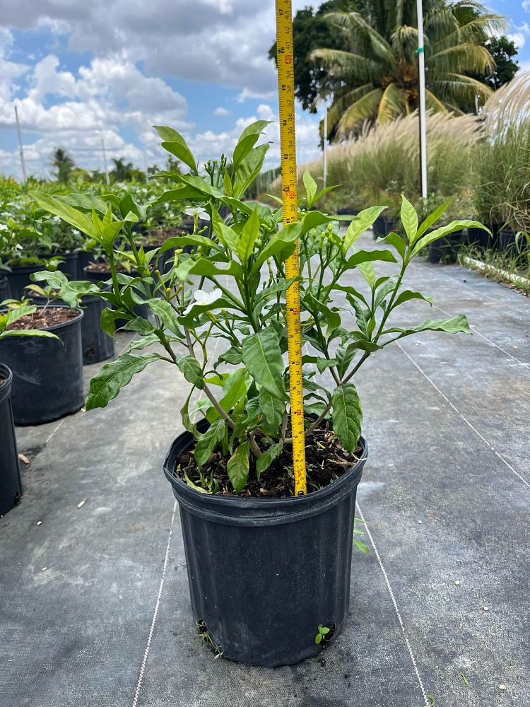 tabernaemontana-divaricata-pinwheel-jasmine-pinwheel-jasmine