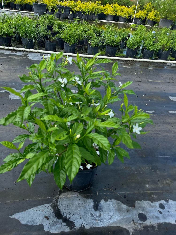 tabernaemontana-divaricata-pinwheel-jasmine-pinwheel-jasmine