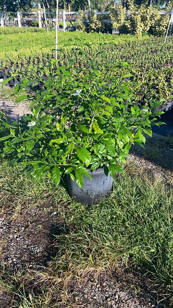 tabernaemontana-divaricata-pinwheel-jasmine-pinwheel-jasmine