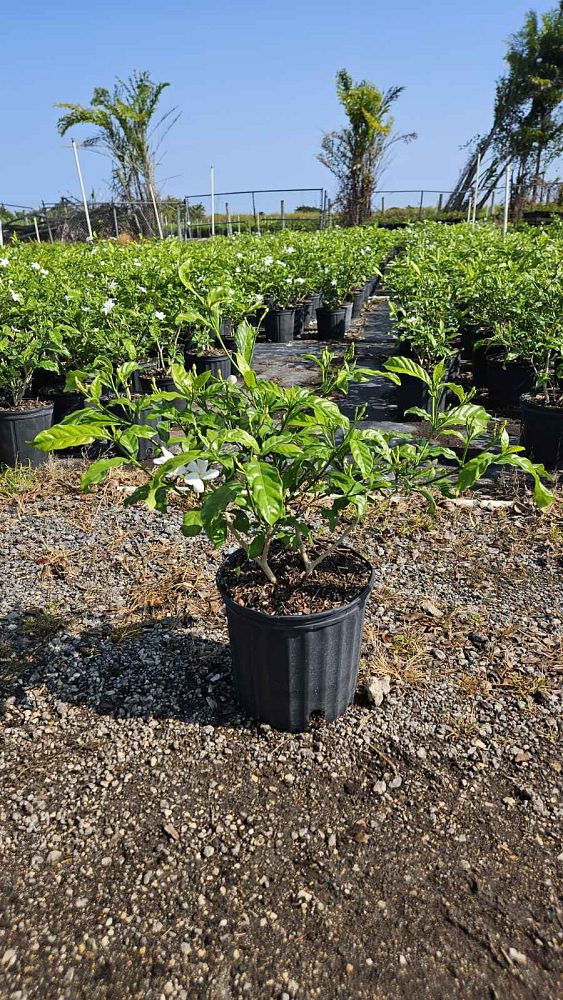 tabernaemontana-divaricata-pinwheel-jasmine-pinwheel-jasmine