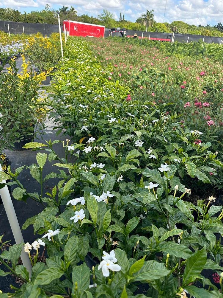 tabernaemontana-divaricata-pinwheel-jasmine-pinwheel-jasmine