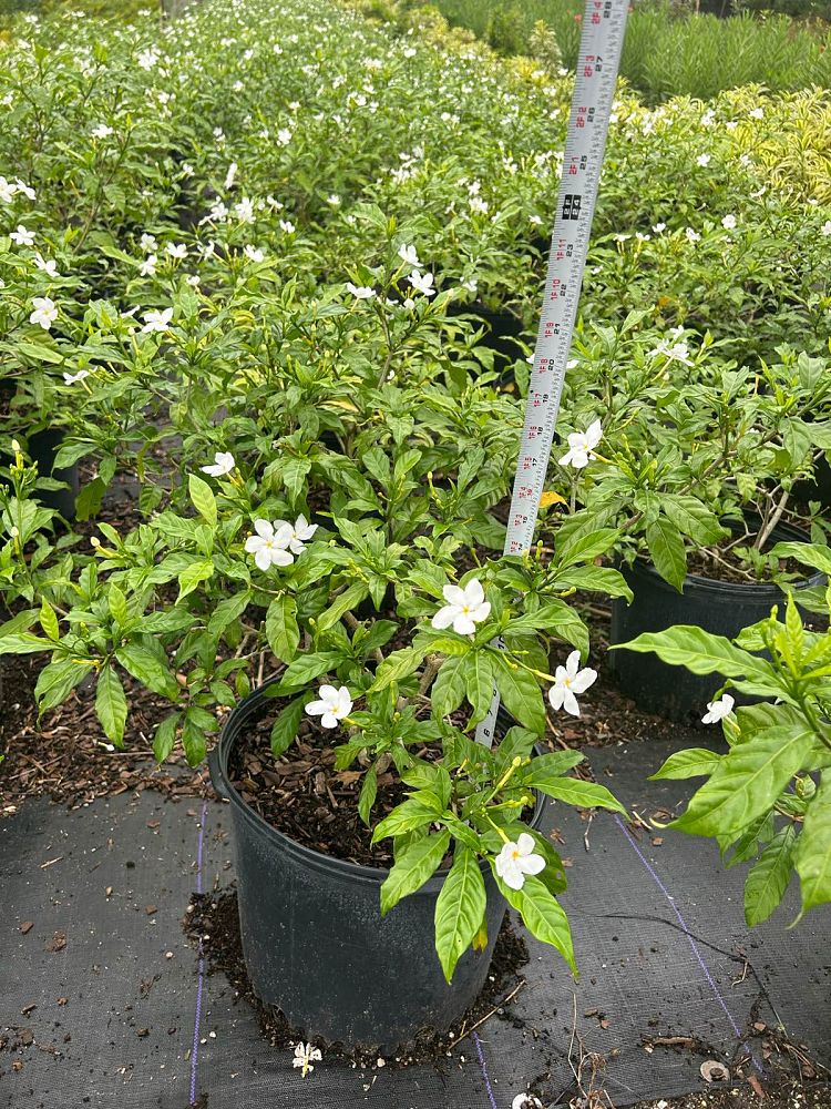 tabernaemontana-divaricata-pinwheel-jasmine-pinwheel-jasmine