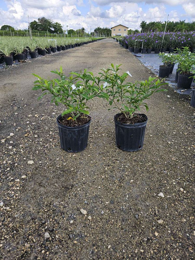 tabernaemontana-divaricata-pinwheel-jasmine-pinwheel-jasmine