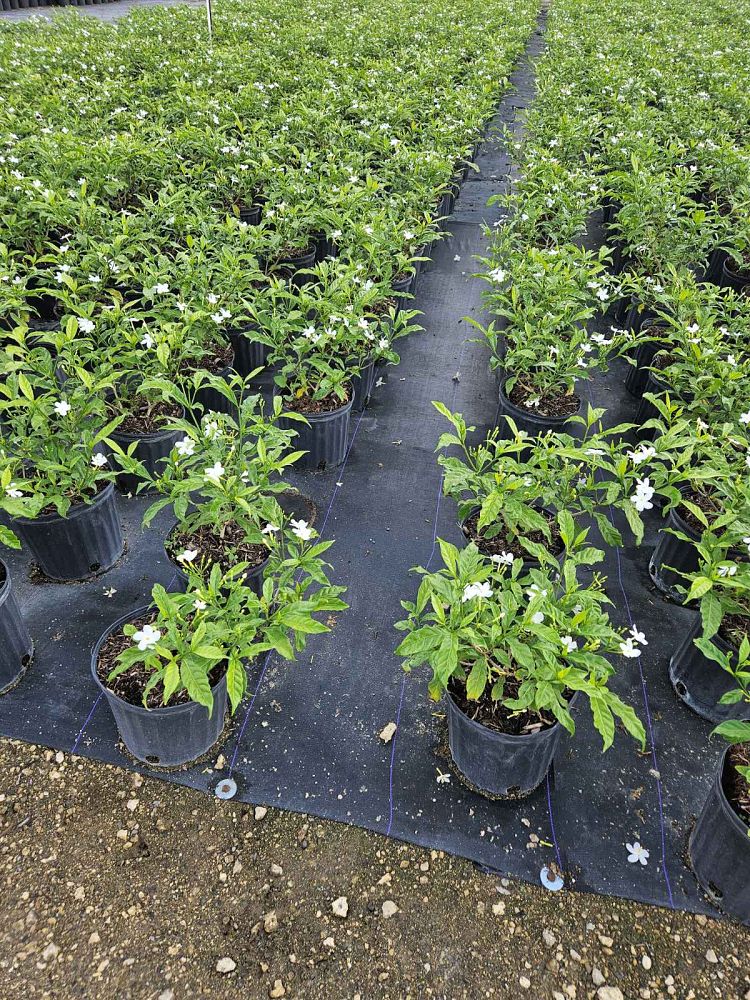 tabernaemontana-divaricata-pinwheel-jasmine-pinwheel-jasmine