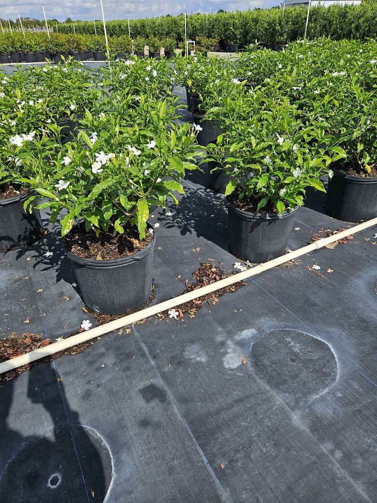 tabernaemontana-divaricata-pinwheel-jasmine-pinwheel-jasmine