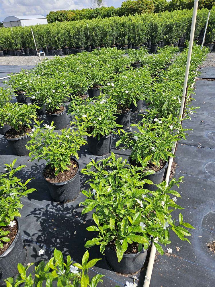 tabernaemontana-divaricata-pinwheel-jasmine-pinwheel-jasmine