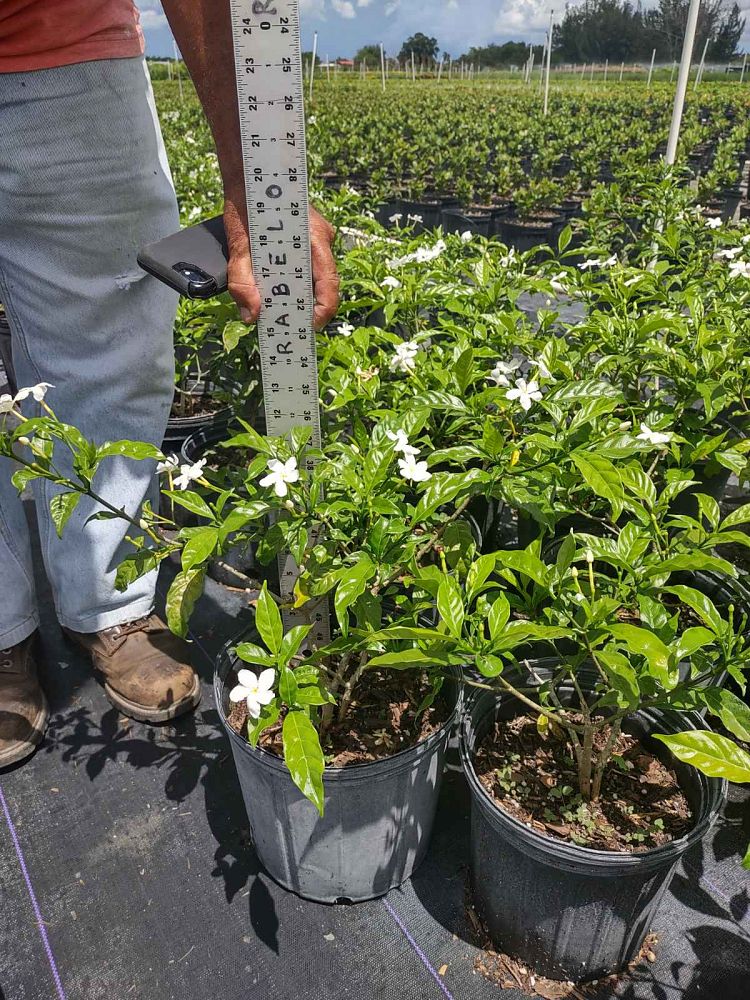 tabernaemontana-divaricata-pinwheel-jasmine-pinwheel-jasmine