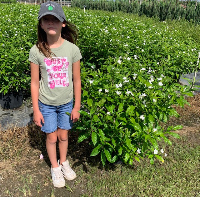 tabernaemontana-divaricata-pinwheel-jasmine-pinwheel-jasmine