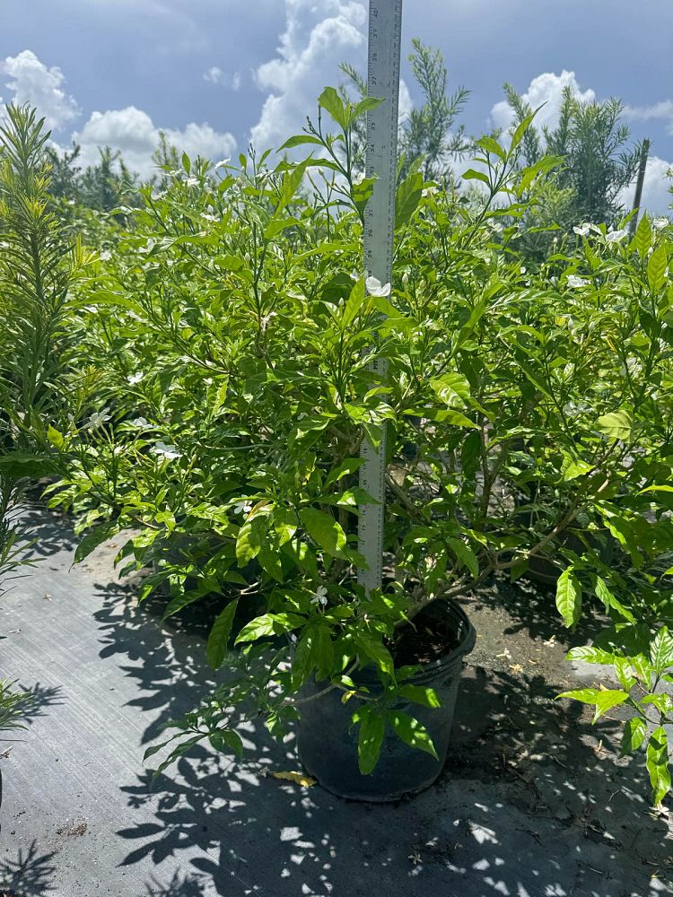 tabernaemontana-divaricata-pinwheel-jasmine-pinwheel-jasmine