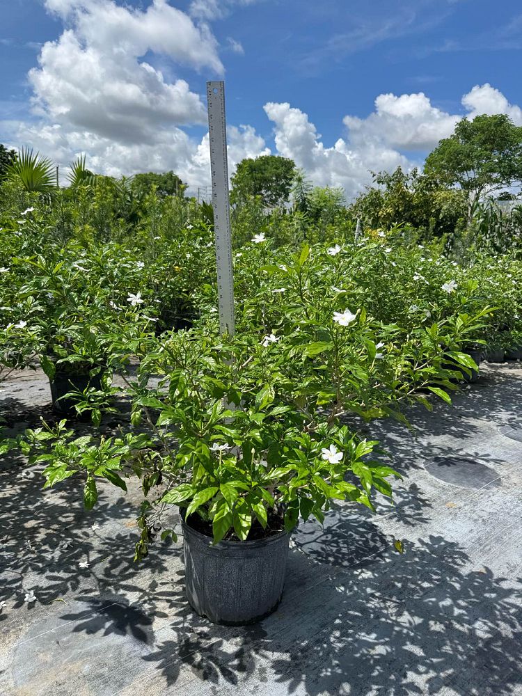tabernaemontana-divaricata-pinwheel-jasmine-pinwheel-jasmine