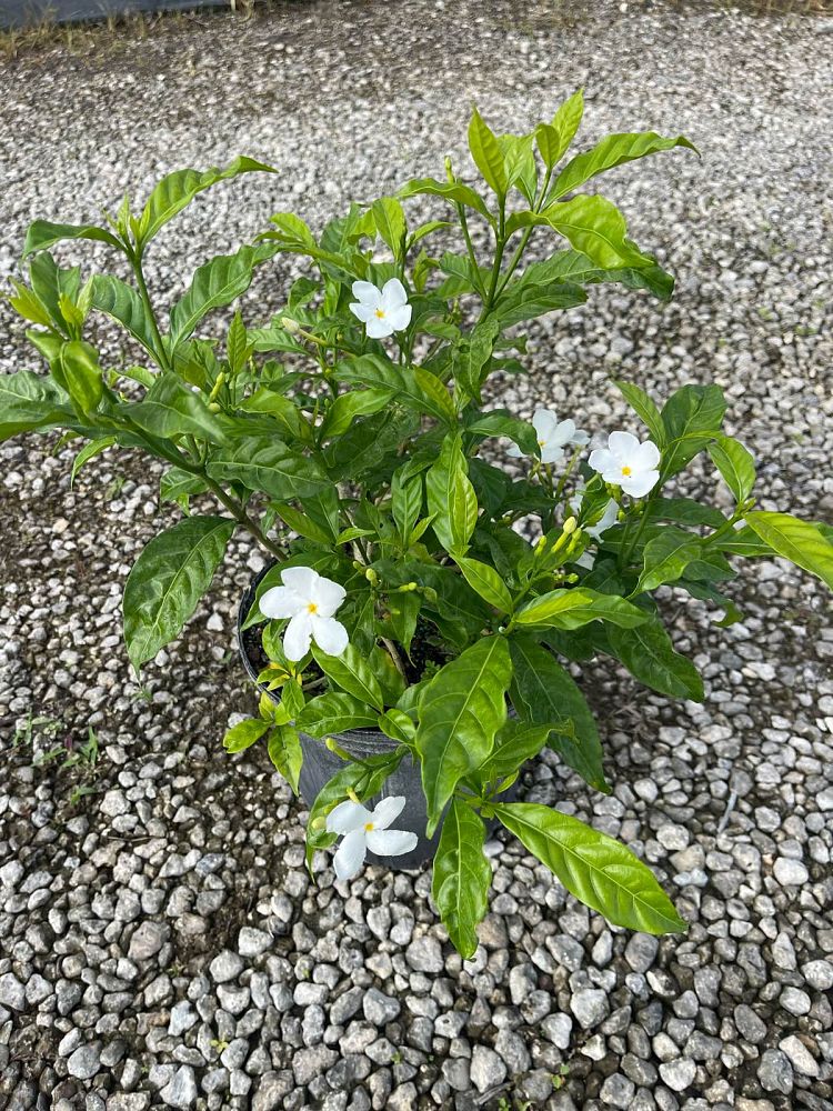 tabernaemontana-divaricata-pinwheel-jasmine-pinwheel-jasmine
