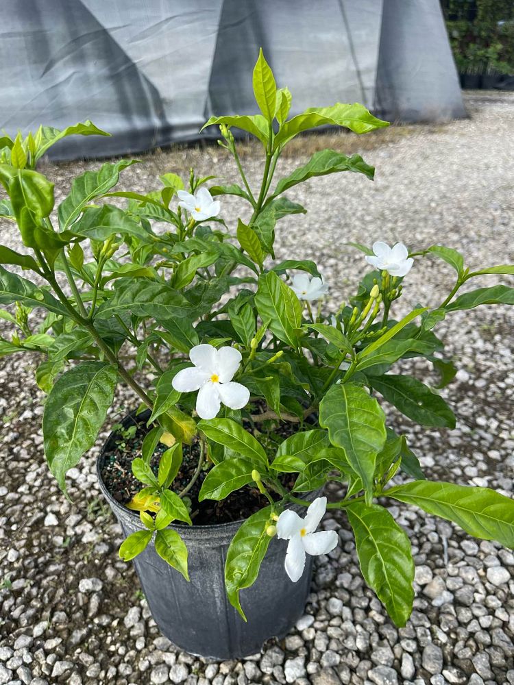 tabernaemontana-divaricata-pinwheel-jasmine-pinwheel-jasmine
