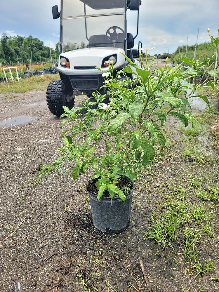 tabernaemontana-divaricata-pinwheel-jasmine-pinwheel-jasmine
