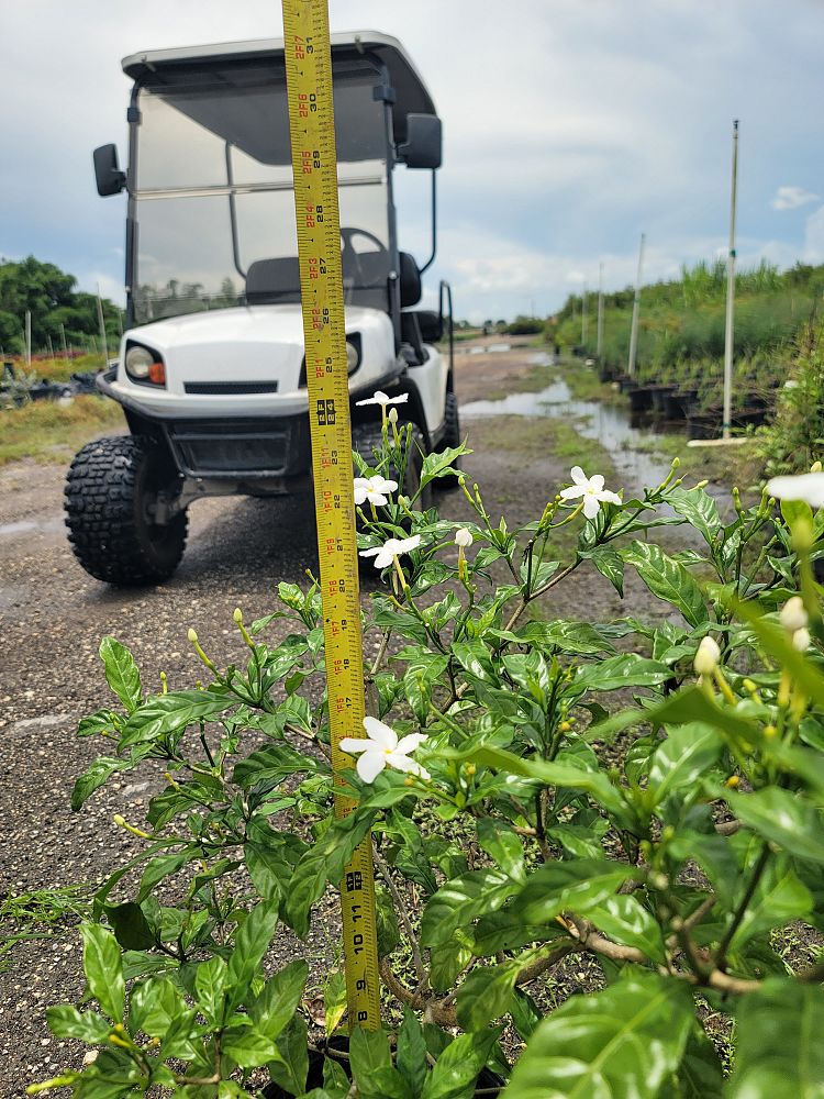 tabernaemontana-divaricata-pinwheel-jasmine-pinwheel-jasmine