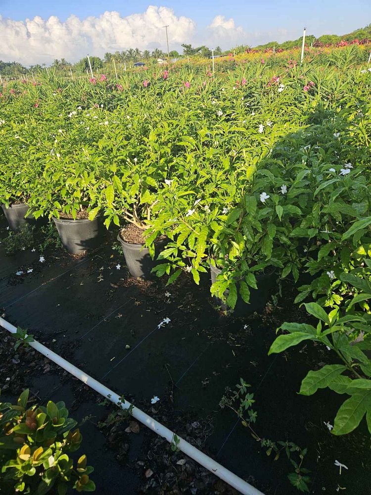 tabernaemontana-divaricata-pinwheel-jasmine-pinwheel-jasmine