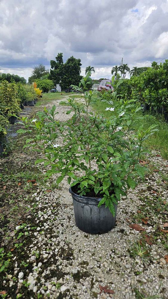 tabernaemontana-divaricata-pinwheel-jasmine-pinwheel-jasmine