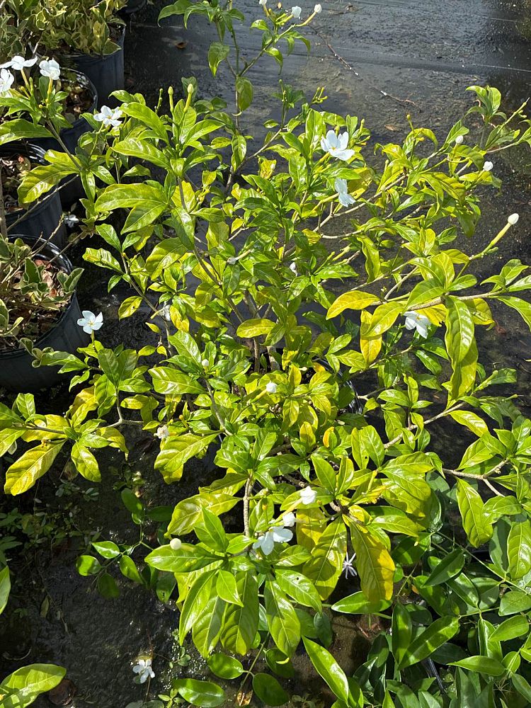 tabernaemontana-divaricata-pinwheel-jasmine-pinwheel-jasmine