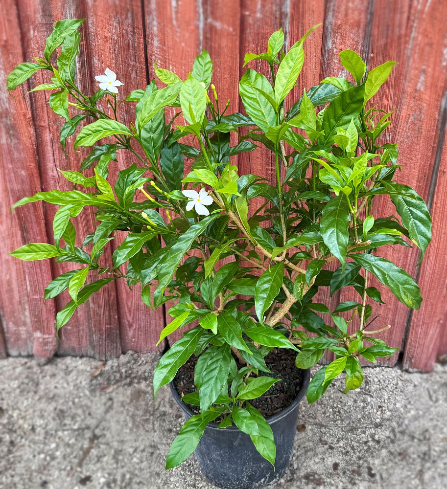 tabernaemontana-divaricata-pinwheel-jasmine-pinwheel-jasmine
