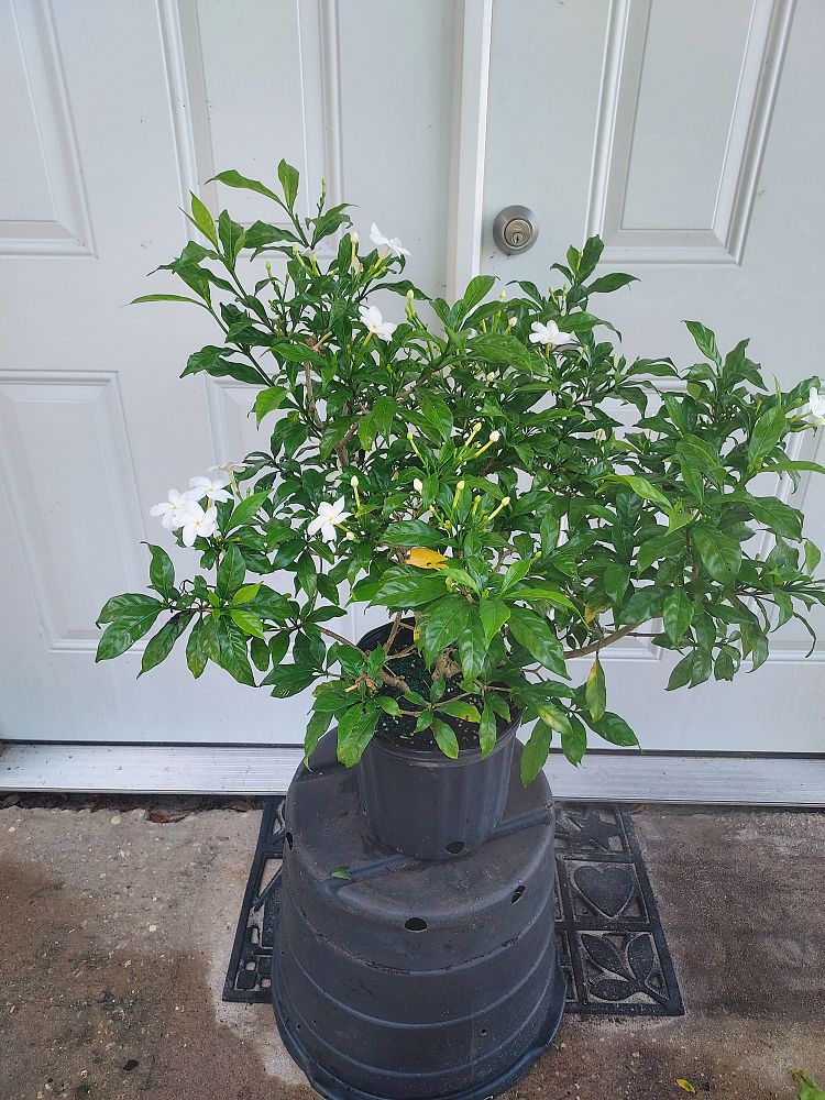 tabernaemontana-divaricata-pinwheel-jasmine-pinwheel-jasmine