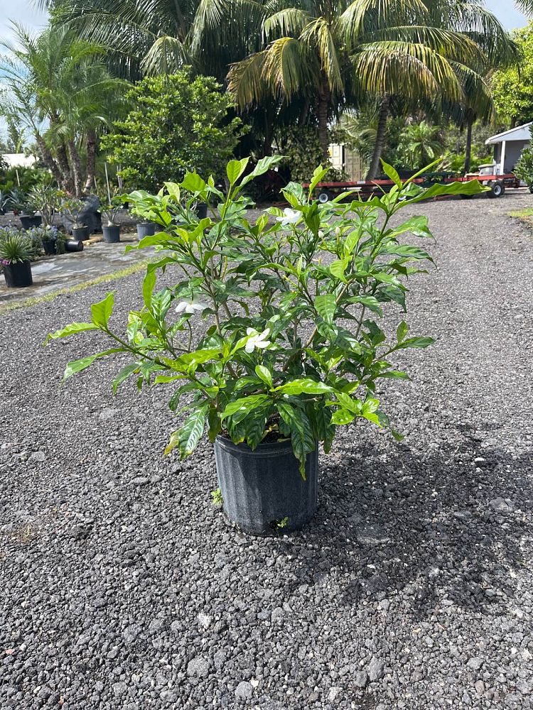 tabernaemontana-divaricata-pinwheel-jasmine-pinwheel-jasmine