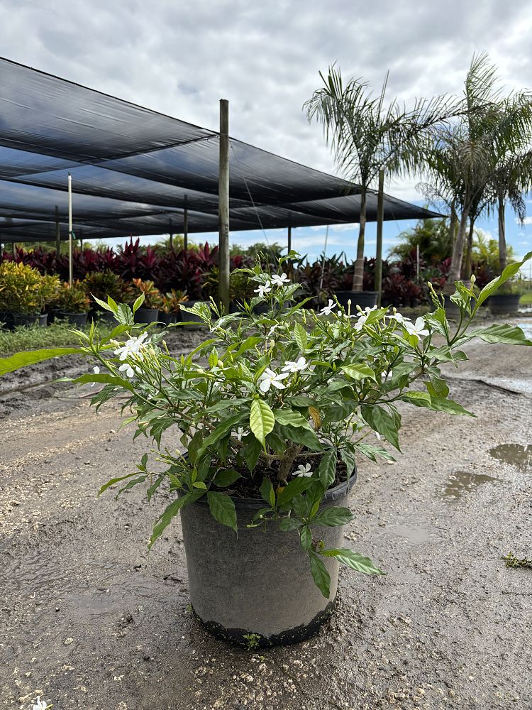 tabernaemontana-divaricata-pinwheel-jasmine-pinwheel-jasmine