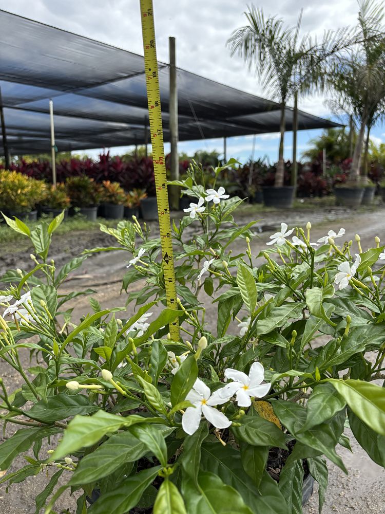 tabernaemontana-divaricata-pinwheel-jasmine-pinwheel-jasmine